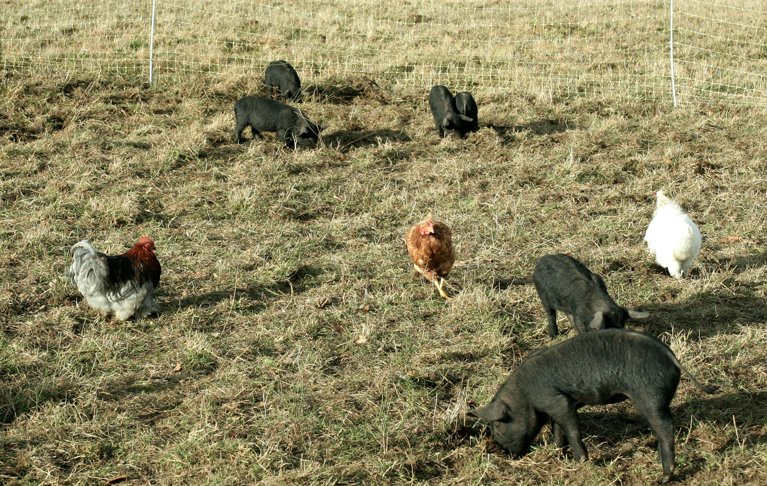 Quelques animaux du lieu