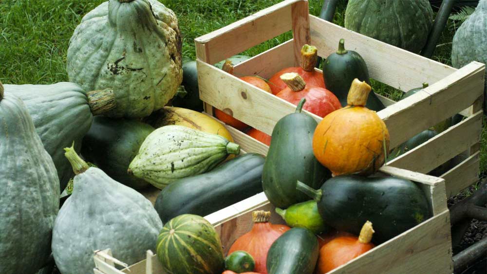 Récolte du potager