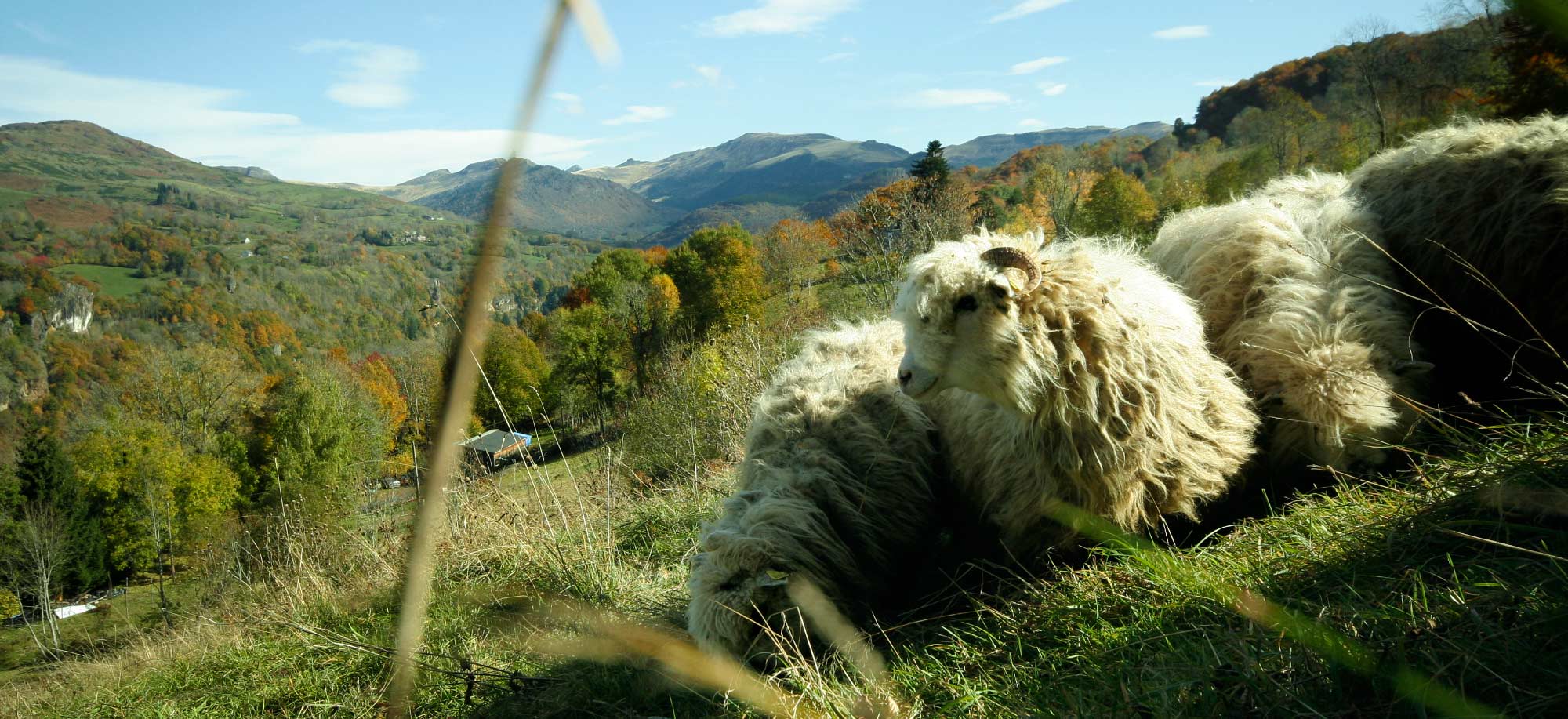 Le lieu dans les Puys du Cantal